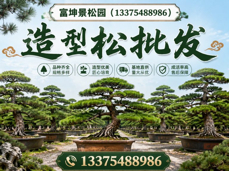 泰安景观松直销展示图
