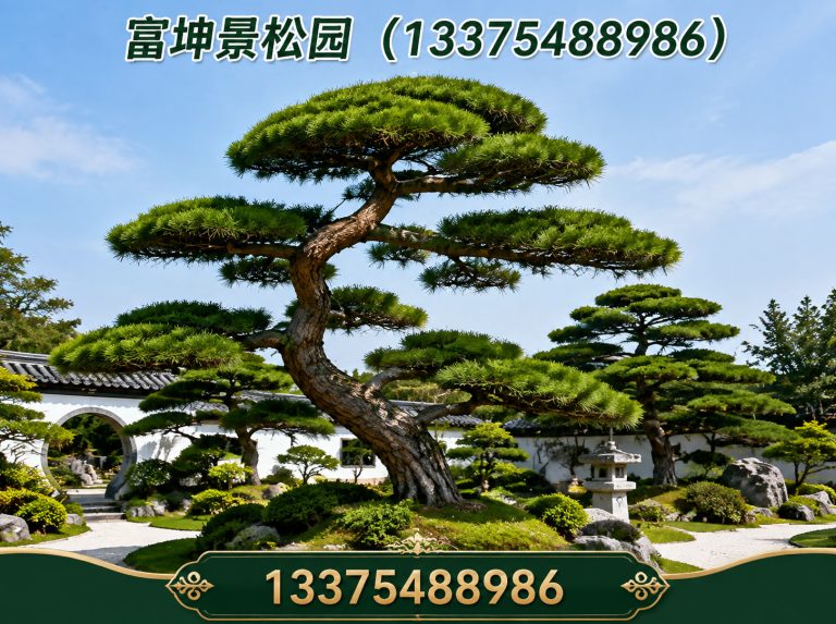 泰安迎客松展示图